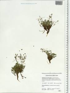 Chamaerhodos trifida Ledeb., Siberia, Baikal & Transbaikal region (S4) (Russia)