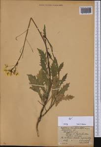 Diplotaxis tenuifolia (L.) DC., Eastern Europe, Moscow region (E4a) (Russia)