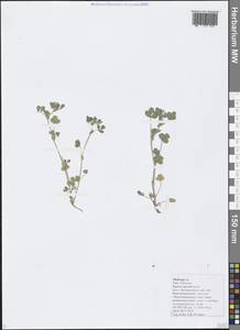 Medicago, Caucasus, Black Sea Shore (from Novorossiysk to Adler) (K3) (Russia)