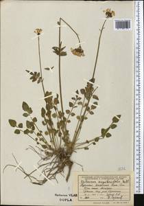 Valeriana sisymbriifolia Vahl, Middle Asia, Kopet Dag, Badkhyz, Small & Great Balkhan (M1) (Turkmenistan)