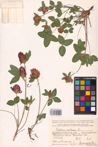 Trifolium pratense L., Eastern Europe, Northern region (E1) (Russia)