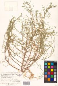 Corispermum declinatum Steph. ex Stev., Eastern Europe, Moscow region (E4a) (Russia)