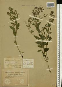 Nepeta ucranica L., Eastern Europe, Lower Volga region (E9) (Russia)