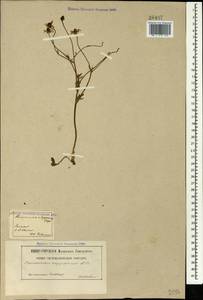 Ranunculus oxyspermus Willd., Caucasus (no precise locality) (K0)