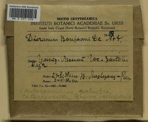 Dicranum bonjeanii De Not., Bryophytes, Bryophytes - Middle Russia (B6) (Russia)
