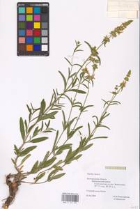 MHA 0 154 989, Stachys recta L., Eastern Europe, Central forest-and-steppe region (E6) (Russia)