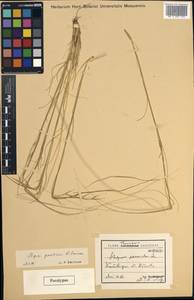 Stipa pontica P.A.Smirn., South Asia, South Asia (Asia outside ex-Soviet states and Mongolia) (ASIA) (Turkey)