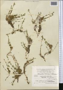 Sabulina litwinowii (Schischk.) Dillenb. & Kadereit, Middle Asia, Kopet Dag, Badkhyz, Small & Great Balkhan (M1) (Turkmenistan)