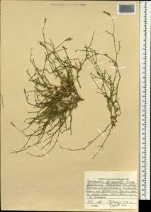 Lipschitzia divaricata (Turcz.) Zaika, Sukhor. & N. Kilian, Mongolia (MONG) (Mongolia)