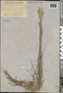 Agropyron fragile (Roth) P.Candargy, Middle Asia, Caspian Ustyurt & Northern Aralia (M8) (Kazakhstan)