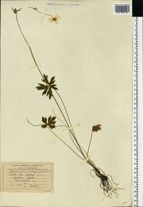 Ranunculus polyanthemos L., Eastern Europe, Moscow region (E4a) (Russia)