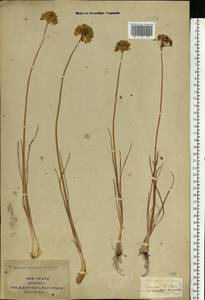 Allium flavescens Besser, Eastern Europe, South Ukrainian region (E12) (Ukraine)