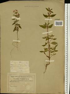 Galeopsis ladanum L., Eastern Europe, North-Western region (E2) (Russia)