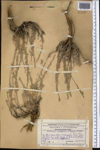 Seriphidium karatavicum (Krasch. & Abolin ex Poljakov) Ling & Y.R. Ling, Middle Asia, Western Tian Shan & Karatau (M3) (Kazakhstan)