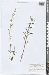 Silene tatarica (L.) Pers., Eastern Europe, Middle Volga region (E8) (Russia)