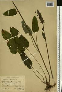 Betonica officinalis subsp. officinalis, Eastern Europe, Moscow region (E4a) (Russia)