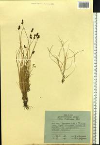 Carex glareosa subsp. glareosa, Siberia, Russian Far East (S6) (Russia)