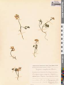 Corydalis magadanica A.P.Khokhr., Siberia, Chukotka & Kamchatka (S7) (Russia)