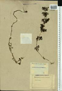 Galium humifusum M.Bieb., Eastern Europe, Rostov Oblast (E12a) (Russia)