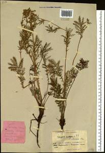Potentilla chinensis Ser., Siberia, Russian Far East (S6) (Russia)