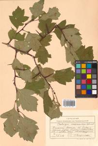 Crataegus maximowiczii C. K. Schneid., Siberia, Russian Far East (S6) (Russia)