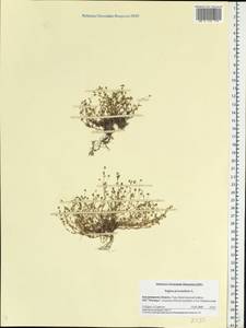 Sagina procumbens, Eastern Europe, Central region (E4) (Russia)