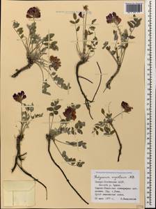 Hedysarum biebersteinii Zertova, Caucasus, North Ossetia, Ingushetia & Chechnya (K1c) (Russia)