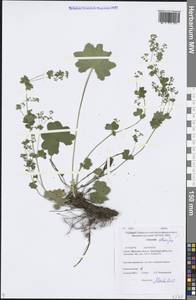 Alchemilla altaica Juz., Siberia, Baikal & Transbaikal region (S4) (Russia)