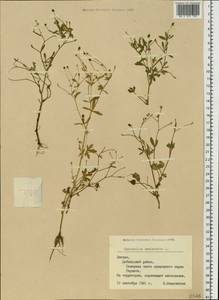 Ranunculus sceleratus L., Eastern Europe, Latvia (E2b) (Latvia)