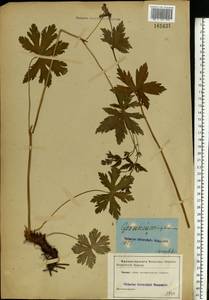 Geranium sylvaticum L., Eastern Europe, Central forest region (E5) (Russia)