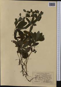 Euphorbia amygdaloides L., Western Europe (EUR) (Romania)