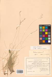 Festuca ovina L., Siberia, Russian Far East (S6) (Russia)