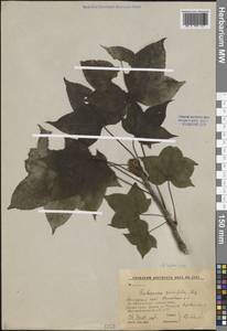 Kalopanax septemlobus (Thunb.) Koidz., Siberia, Russian Far East (S6) (Russia)