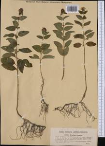 Mentha aquatica L., Western Europe (EUR) (Austria)