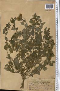 Codonopsis clematidea (Schrenk) C.B.Clarke, Middle Asia, Western Tian Shan & Karatau (M3) (Uzbekistan)