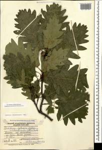 Quercus dalechampii Ten., Caucasus, Dagestan (K2) (Russia)