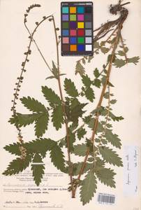 Agrimonia procera Wallr., Eastern Europe, Central region (E4) (Russia)