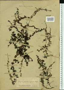 Galium humifusum M.Bieb., Eastern Europe, South Ukrainian region (E12) (Ukraine)
