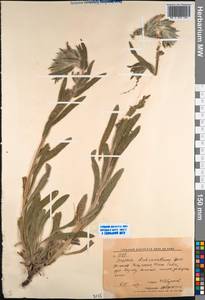 Onosma dichroantha Boiss., Middle Asia, Western Tian Shan & Karatau (M3) (Kyrgyzstan)