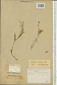 Dianthus pratensis M. Bieb., Eastern Europe, Eastern region (E10) (Russia)