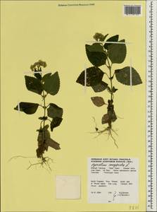 Ageratum conyzoides L., South Asia, South Asia (Asia outside ex-Soviet states and Mongolia) (ASIA) (Thailand)