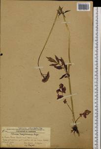 Valeriana officinalis L., Siberia, Russian Far East (S6) (Russia)