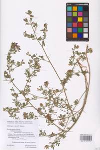 Medicago × varia Martyn, Eastern Europe, Central forest-and-steppe region (E6) (Russia)