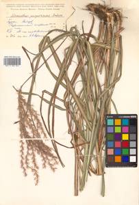 Miscanthus sinensis Andersson, Siberia, Russian Far East (S6) (Russia)