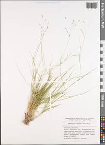 Cleistogenes squarrosa (Trin.) Keng, Eastern Europe, Middle Volga region (E8) (Russia)