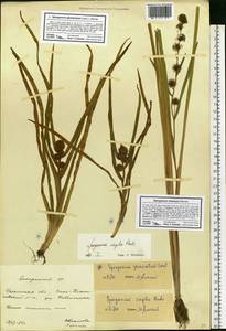 Sparganium glomeratum (Laest. ex Beurl.) Beurl., Eastern Europe, Central region (E4) (Russia)