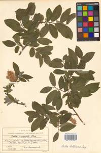 Salix bebbiana Sarg., Siberia, Russian Far East (S6) (Russia)