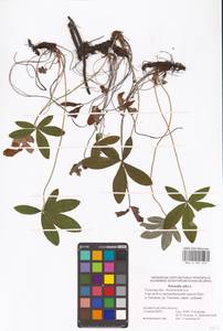 Potentilla alba L., Eastern Europe, Central region (E4) (Russia)