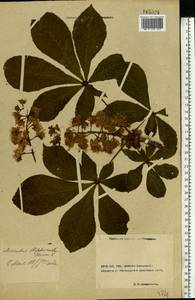 Aesculus hippocastanum L., Eastern Europe, Rostov Oblast (E12a) (Russia)