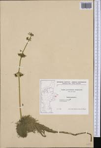 Hottonia palustris L., Western Europe (EUR) (Denmark)